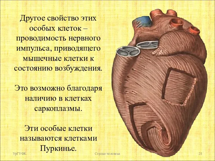 Другое свойство этих особых клеток – проводимость нервного импульса, приводящего мышечные клетки