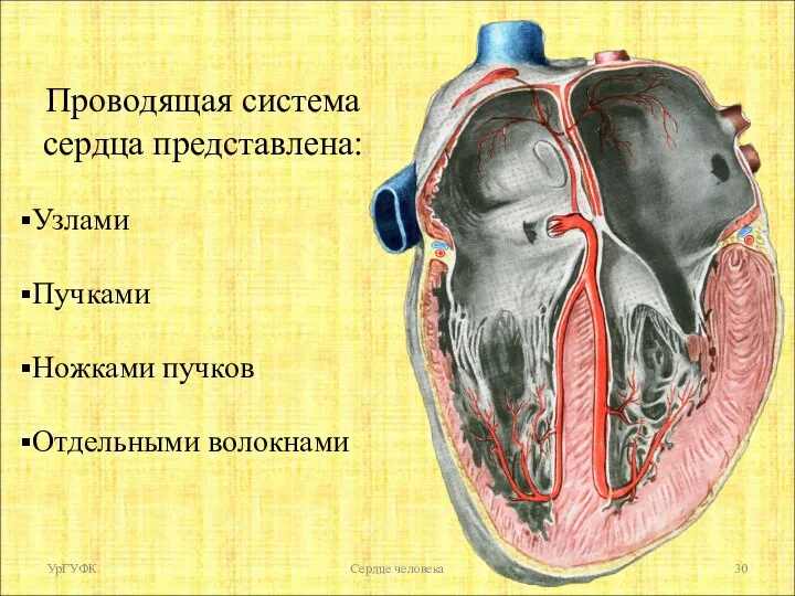 Проводящая система сердца представлена: Узлами Пучками Ножками пучков Отдельными волокнами УрГУФК Сердце человека