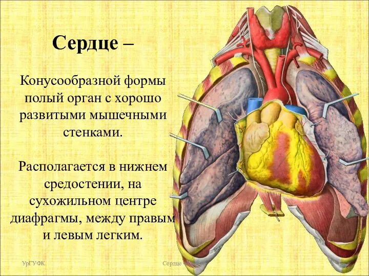 Сердце – Конусообразной формы полый орган с хорошо развитыми мышечными стенками. Располагается