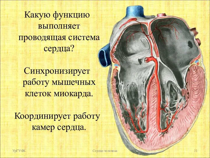 Какую функцию выполняет проводящая система сердца? Синхронизирует работу мышечных клеток миокарда. Координирует