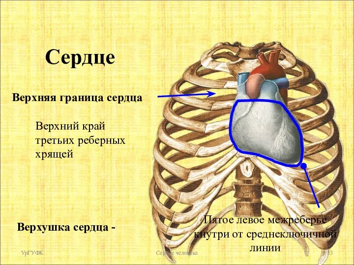 Верхняя граница сердца Верхний край третьих реберных хрящей Верхушка сердца - Пятое