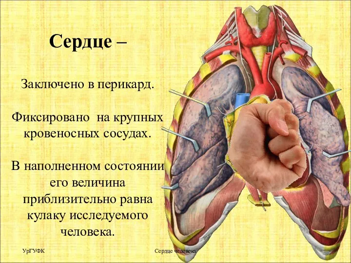 Сердце – Заключено в перикард. Фиксировано на крупных кровеносных сосудах. В наполненном