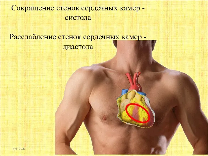 УрГУФК Сердце человека Сокращение стенок сердечных камер - систола Расслабление стенок сердечных камер - диастола
