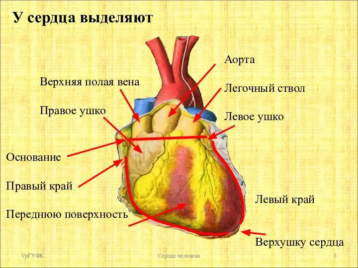 УрГУФК Сердце человека У сердца выделяют Левый край Верхушку сердца Основание Правый