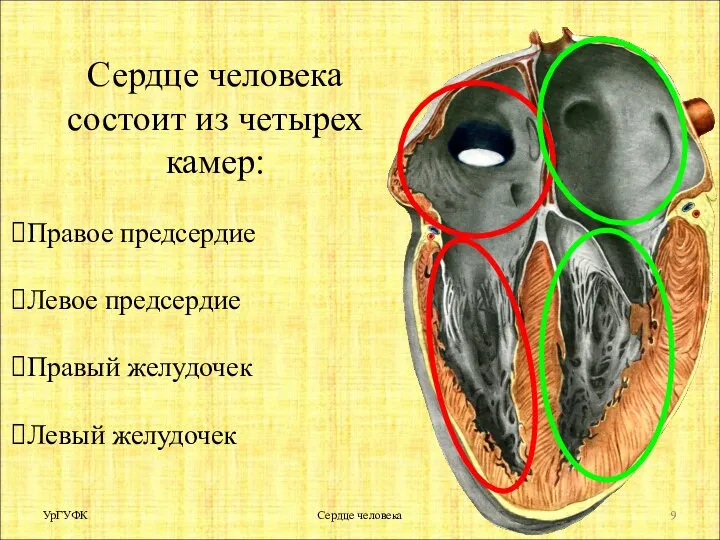 Сердце человека состоит из четырех камер: Правое предсердие Левое предсердие Правый желудочек