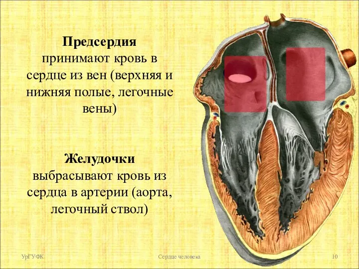 УрГУФК Сердце человека Предсердия принимают кровь в сердце из вен (верхняя и