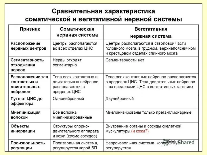 ВЕГЕТАТИВНАЯ НЕРВНАЯ СИСТЕМА