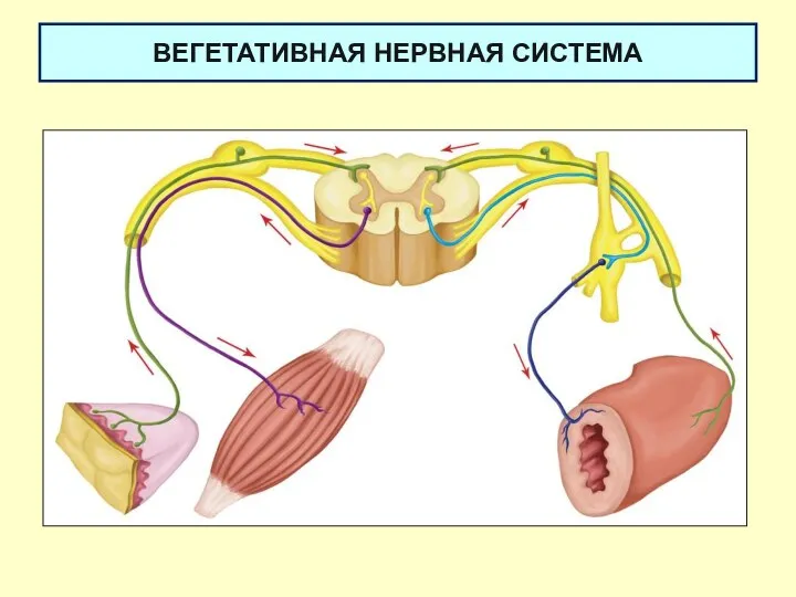 ВЕГЕТАТИВНАЯ НЕРВНАЯ СИСТЕМА