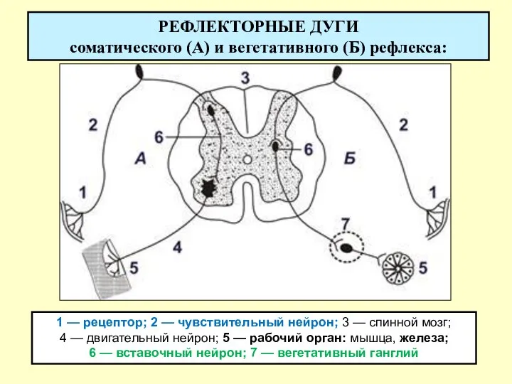 РЕФЛЕКТОРНЫЕ ДУГИ соматического (А) и вегетативного (Б) рефлекса: 1 — рецептор; 2