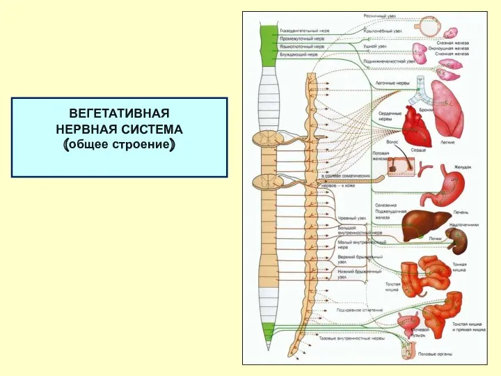 ВЕГЕТАТИВНАЯ НЕРВНАЯ СИСТЕМА (общее строение)