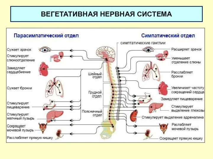 ВЕГЕТАТИВНАЯ НЕРВНАЯ СИСТЕМА