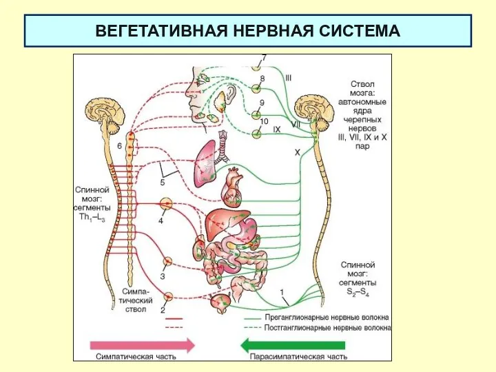 ВЕГЕТАТИВНАЯ НЕРВНАЯ СИСТЕМА