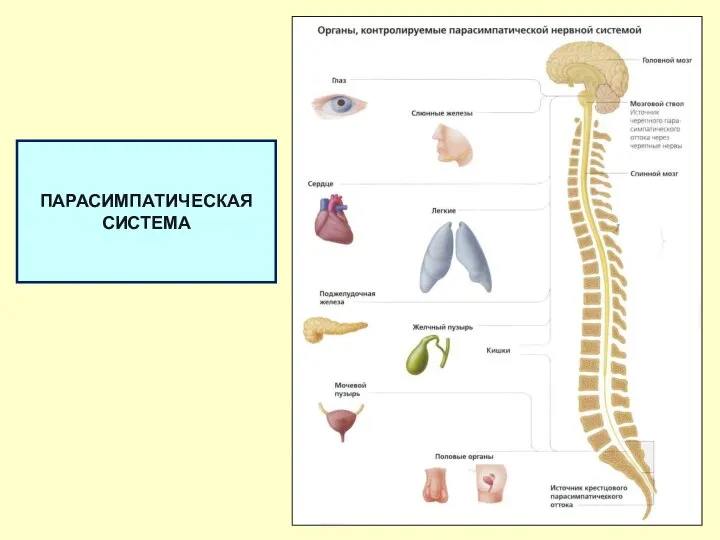 ПАРАСИМПАТИЧЕСКАЯ СИСТЕМА