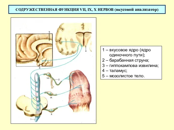 СОДРУЖЕСТВЕННАЯ ФУНКЦИЯ VII, IX, X НЕРВОВ (вкусовой анализатор) 1 – вкусовое ядро