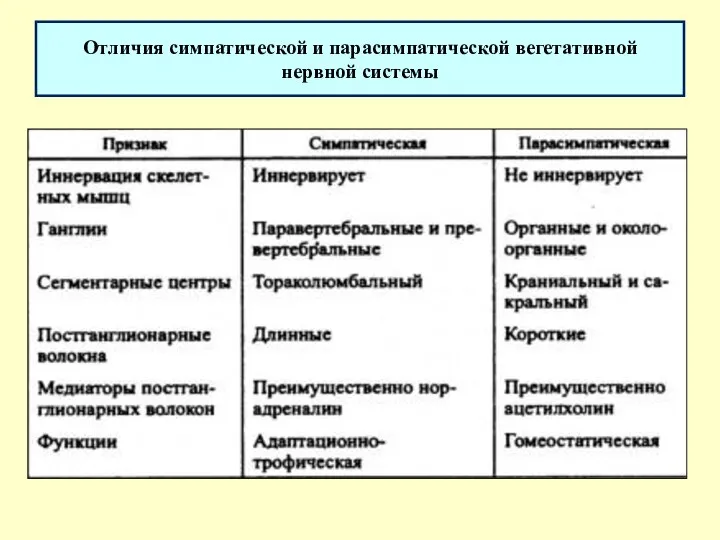 Отличия симпатической и парасимпатической вегетативной нервной системы