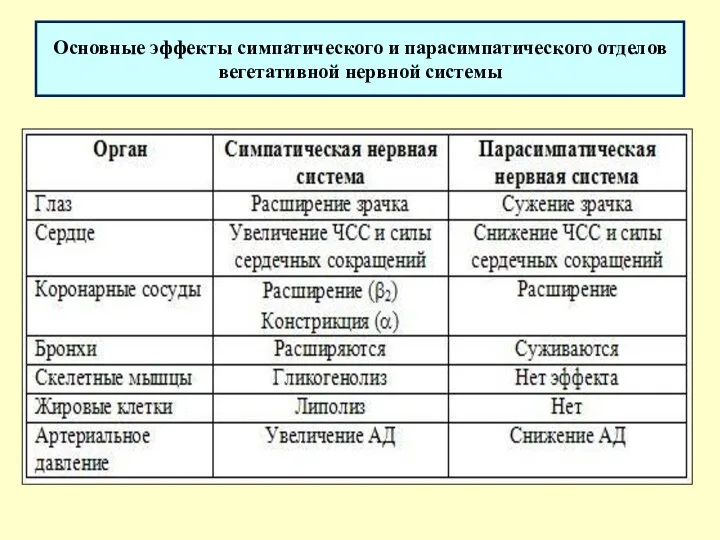 Основные эффекты симпатического и парасимпатического отделов вегетативной нервной системы