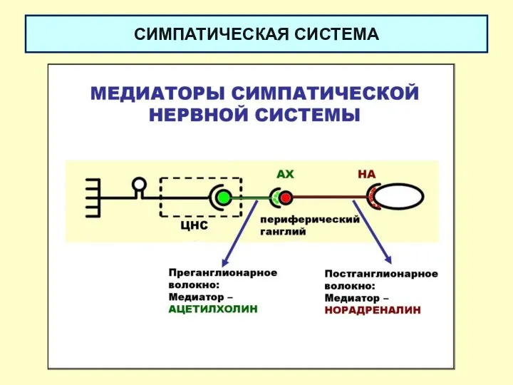 СИМПАТИЧЕСКАЯ СИСТЕМА