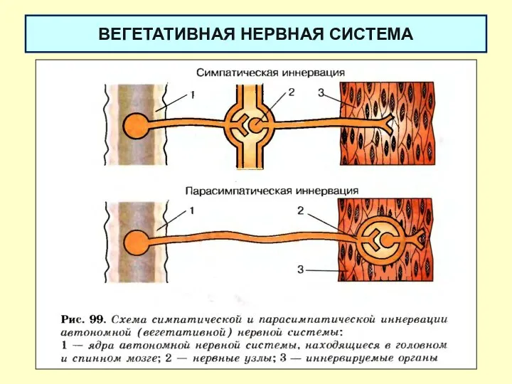 ВЕГЕТАТИВНАЯ НЕРВНАЯ СИСТЕМА