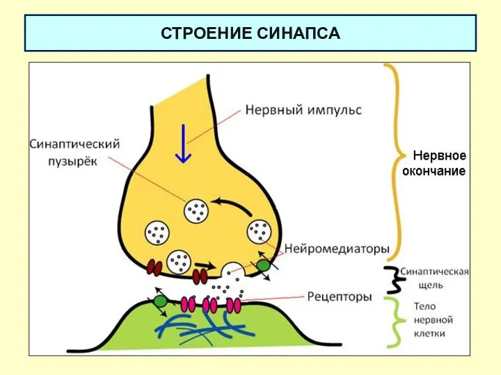 СТРОЕНИЕ СИНАПСА