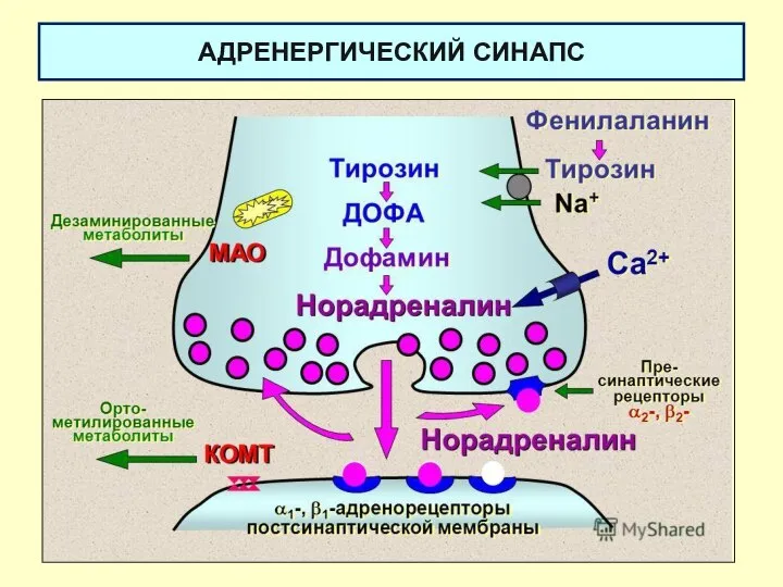 АДРЕНЕРГИЧЕСКИЙ СИНАПС