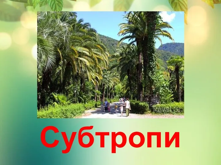 Субтропики