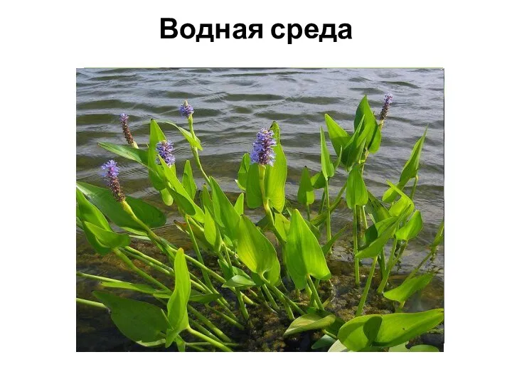 Водная среда