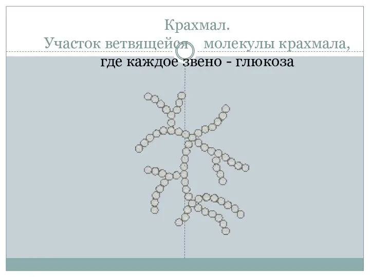 Крахмал. Участок ветвящейся молекулы крахмала, где каждое звено - глюкоза