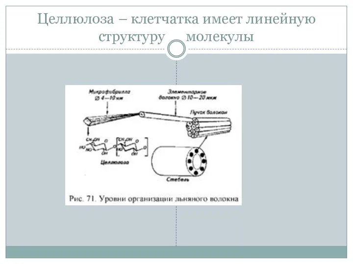 Целлюлоза – клетчатка имеет линейную структуру молекулы