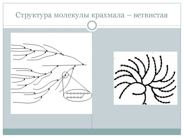 Структура молекулы крахмала – ветвистая