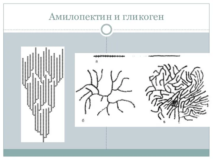 Амилопектин и гликоген