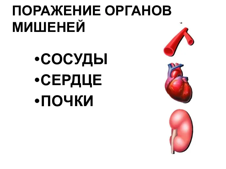 СОСУДЫ СЕРДЦЕ ПОЧКИ ПОРАЖЕНИЕ ОРГАНОВ МИШЕНЕЙ