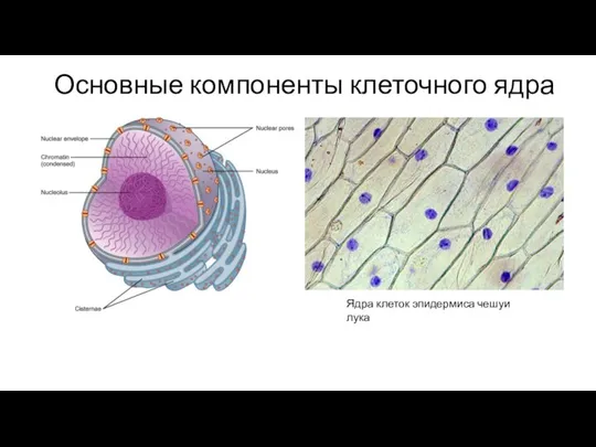 Основные компоненты клеточного ядра Ядра клеток эпидермиса чешуи лука