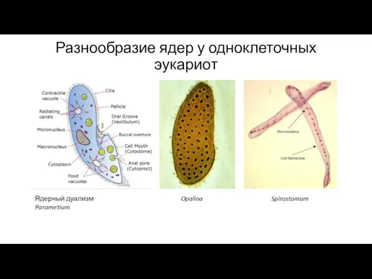 Разнообразие ядер у одноклеточных эукариот Ядерный дуализм Parametium Opalina Spirostomum