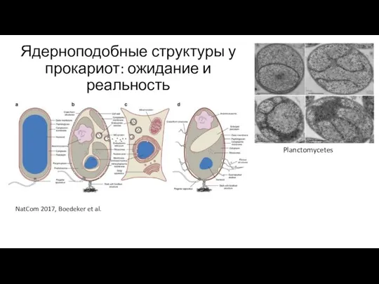 Ядерноподобные структуры у прокариот: ожидание и реальность NatCom 2017, Boedeker et al. Planctomycetes