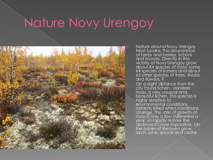 Nature Novy Urengoy Nature around Novy Urengoy treat tundra. This abundance of