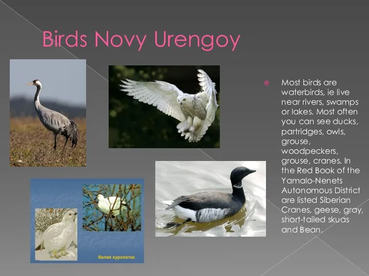 Birds Novy Urengoy Most birds are waterbirds, ie live near rivers, swamps