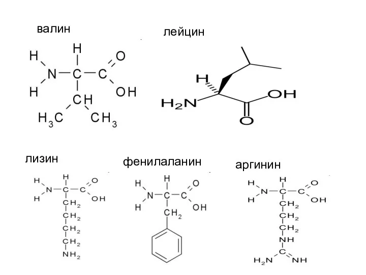 валин лейцин лизин фенилаланин аргинин