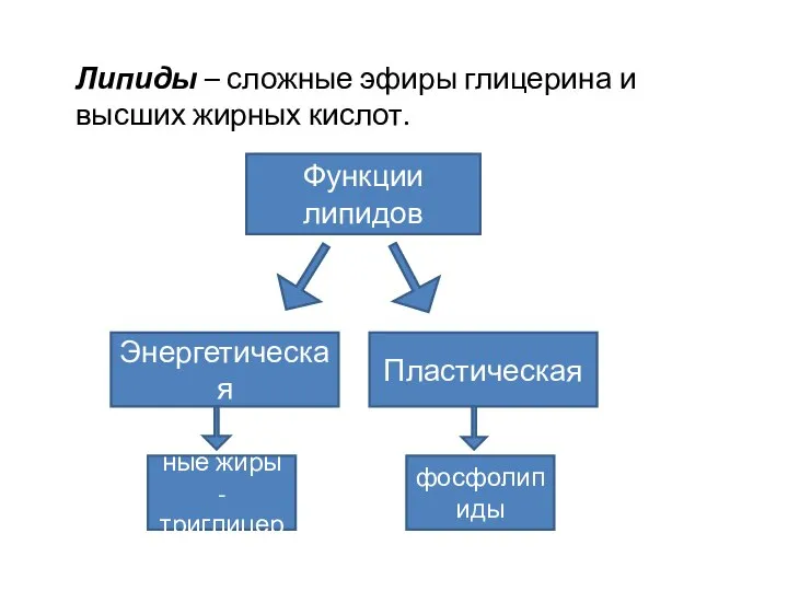 Липиды – сложные эфиры глицерина и высших жирных кислот. Функции липидов Энергетическая