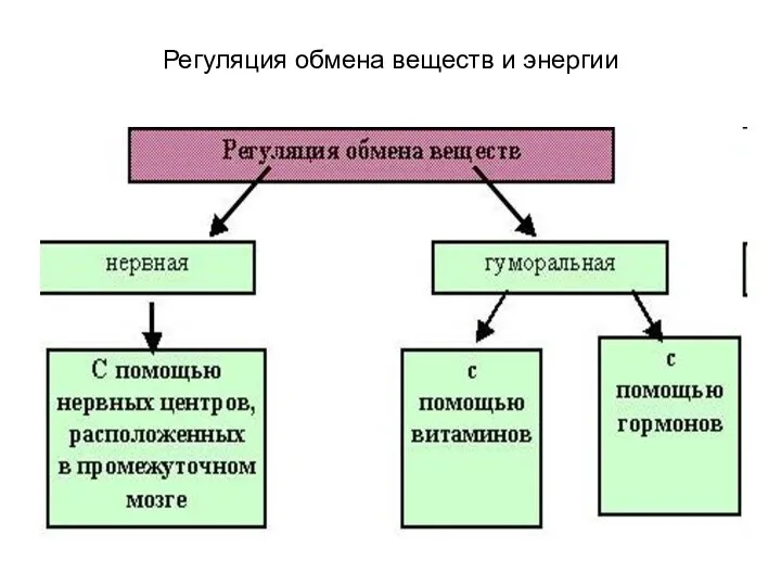 Регуляция обмена веществ и энергии