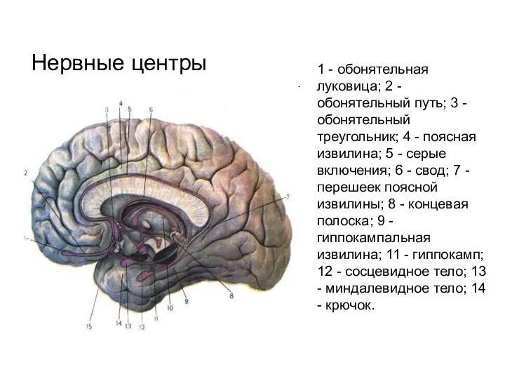 Нервные центры 1 - обонятельная луковица; 2 - обонятельный путь; 3 -