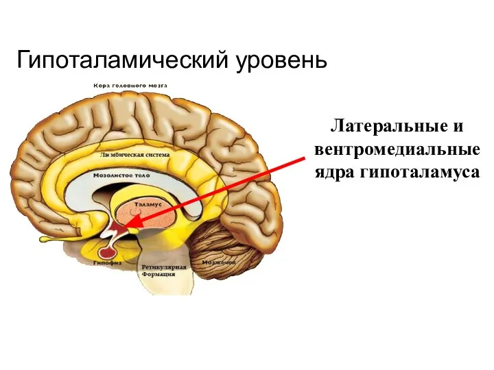 Гипоталамический уровень Латеральные и вентромедиальные ядра гипоталамуса