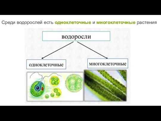 Среди водорослей есть одноклеточные и многоклеточные растения