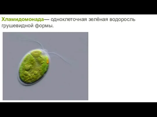 Хламидомонада— одноклеточная зелёная водоросль грушевидной формы.