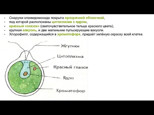 Снаружи хламидомонада покрыта прозрачной оболочкой, под которой расположены цитоплазма с ядром, красный