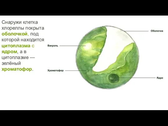 Снаружи клетка хлореллы покрыта оболочкой, под которой находится цитоплазма с ядром, а