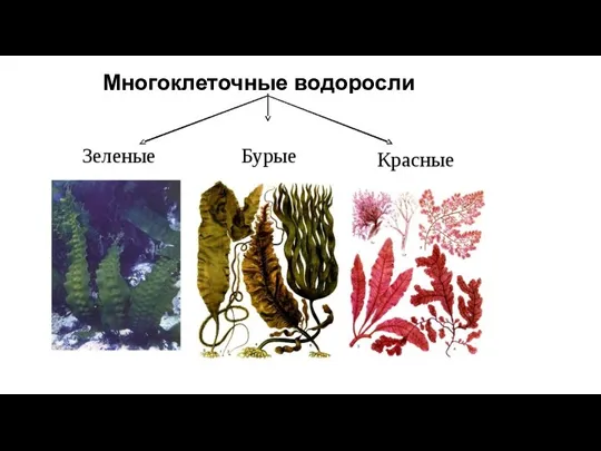 Многоклеточные водоросли