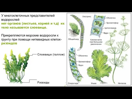 У многоклеточных представителей водорослей нет органов (листьев, корней и т.д) их тело