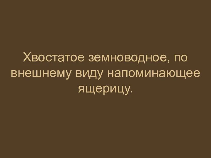 Хвостатое земноводное, по внешнему виду напоминающее ящерицу.