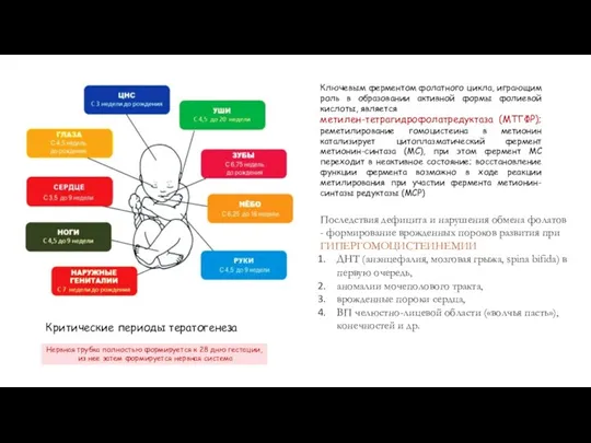 Критические периоды тератогенеза Ключевым ферментом фолатного цикла, играющим роль в образовании активной