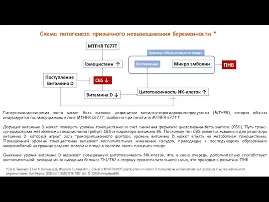 Гипергомоцистеинемия часто может быть вызвана: дефицитом метилентетрагидрофолатредуктазы (MTHFR), которая обычно индуцируется полиморфизмом